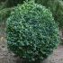 BUXUS SEMPERVIRENS