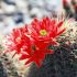 cactusi rosii