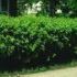 Caragana Arborescens 80cm / Salcam galben