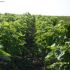 Catalpa bignonioides