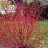 Cornus Alba Sibirica 60cm / Corn siberian / Corn alb