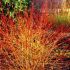 Cornus Sangvinea 60cm / Corn sanger / Corn rosu