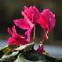 Cyclamen