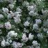    Deutzia
