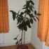 ficus