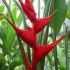 Heliconia