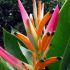 Heliconia Sassy