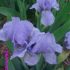 iris pitic