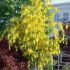 Laburnum Anagyroides 80cm / Salcam galben