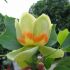 Liriodendron tulipifera-Arborele de lalea