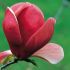 Magnolia Liliiflora Betty