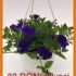 petunia curgatoare violet