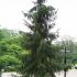 Picea Omorika 50cm / Molid sarbesc