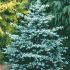 Picea Pungens Glauca 80-120cm / Brad argintiu