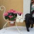Pisica suport flori