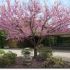 Prunus Triloba Rosenmund 80cm / Migdal pitic