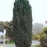 Taxus Baccata 70cm / Tisa