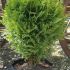 THUJA OCCIDENTALIS ’DANICA’