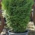 THUJA OCCIDENTALIS ’KOBOLD’