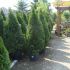 THUJA OCCIDENTALIS ’SMARAGD’