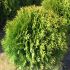 TUIA (THUJA) OCC. GLOBOSA -PROMOTIE