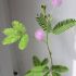 Vand Mimosa  Pudica - mimoza