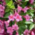 Weigela