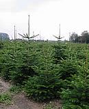 Abies Nordmanniana 80-120cm / Brad Siberian