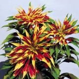 Amaranthus tricolor ' Perfecta spenden ''-cod.s36973