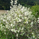 Amelanchier Ovalis / Par salbatic