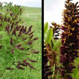 Amorpha Fruticosa(Salcam mov) 80cm