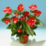 Anthurium RED VICTORY