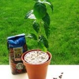 Arbore de Cafea de vanzare