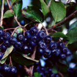 ARONIA MELANOCARPA