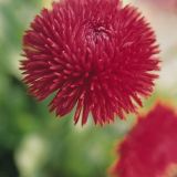 Bellis Perenis