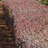 Berberis Thunbergii Atropurpurea 80cm