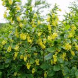 Berberis Vulgaris 80cm / Dracila verde