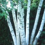 Betula pendula