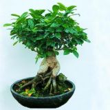 Bonsai ficus microcarpa 