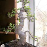 bonsai naturali de vanzare 