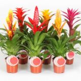 Bromelia