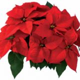 Butasi Poinsettia