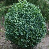 BUXUS SEMPERVIRENS