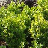 BUXUS  SEMPERVIRENS ’SUFFRUTICOSA’