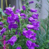campanula