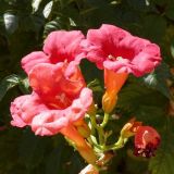 Campsis Radicans 30cm / Trompeta