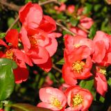 Chaenomeles 40cm / Gutui Ornamental / Gutui Japonez