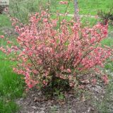 Chaenomeles japonica (Gutui japonez)