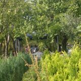 chamaecyparis aurea 