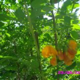 colutea salcam cu flori portocalii